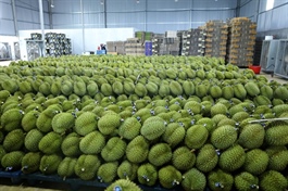 Đắk Lắk durian industry eyes “green lane” exports for sustainable growth