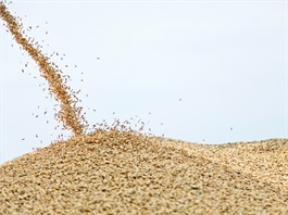 Sấy nông sản carbon thấp trong chuỗi giá trị xuất khẩu Việt Nam