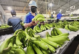 Banana exports poised to reach $4 billion in near future