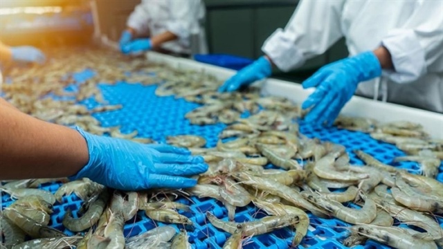 China emerges as Vietnam’s top shrimp importer