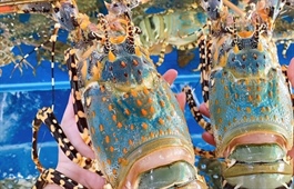 China emerges as Vietnam’s top shrimp importer