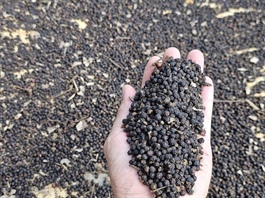 Pepper exports expected to rebound in H2 on rising prices