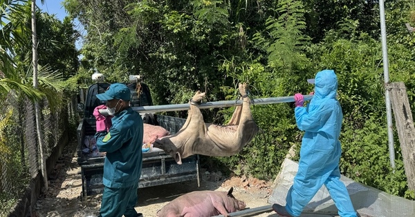 Hàng ngàn con heo chết vì mắc dịch tả heo châu Phi, vì sao vắc-xin chưa được sử dụng rộng rãi? - Ảnh 1.