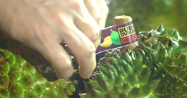 Phía Trung Quốc nói gì sau chuyến kiểm tra vùng trồng sầu riêng Việt Nam?