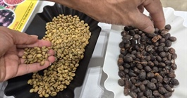 Giá cà phê hôm nay 3-8: Chủ tịch VICOFA nói gì về thuế đối ứng Mỹ