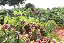 Agro-forestry-fishery exports rose by 14.7 per cent to reach $40 billion from January to July