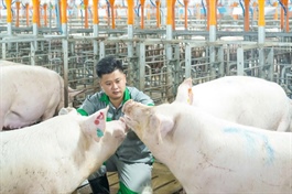 BAF nhập lượng lớn heo giống từ Pháp, phục vụ kế hoạch 10 triệu heo vào năm 2030