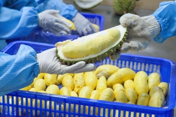 Vietnam sets national standards to boost billion-dollar durian trade