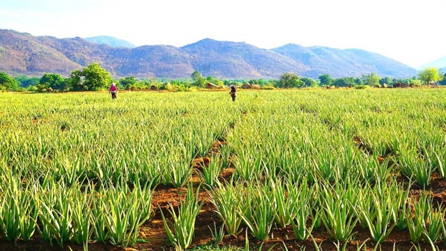 Asia Ingredients Group makes strategic investment in GC Food to boost agri-exports