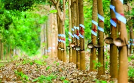 Một doanh nghiệp cao su chia cổ tức 20%, giữ gần 2,000 tỷ đồng tiền gửi