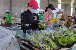 Giải mã sức nóng của chuối Việt Nam ở thị trường Trung Quốc, Nhật Bản