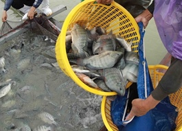 New opportunity for Vietnam’s tilapia exports