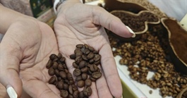 Giá cà phê hôm nay 14 - 8: Tăng dữ dội