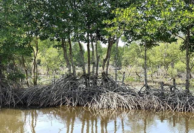 Việt Nam’s unique organic shrimp brand grows from mangrove forests