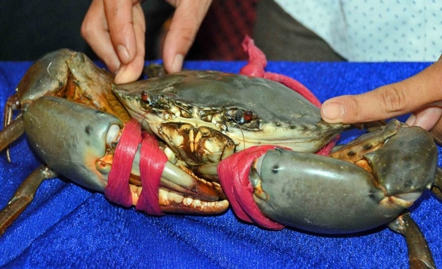 VN crab cash flows in as exports snap decade record