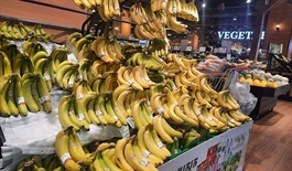 Xuất khẩu nông sản của Campuchia tăng mạnh trong nửa đầu năm