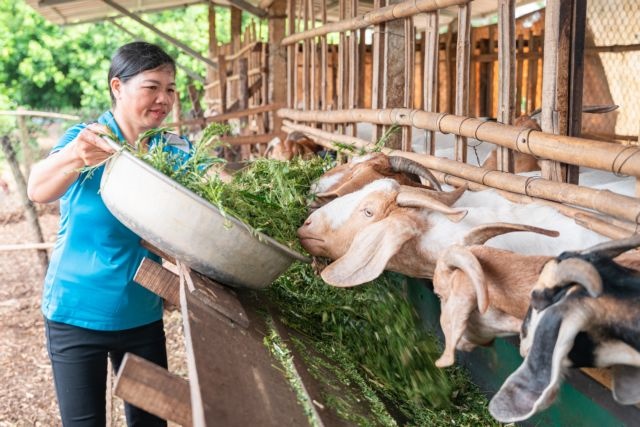 ‘She Thrives’ project helps 16,000 women, ethnic people in Đắk Lắk improve livelihoods