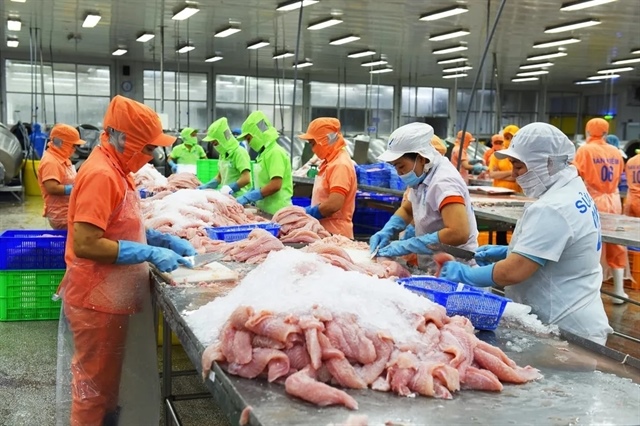 Pangasius bites back Việt Nam's fish faces home turf challenge
