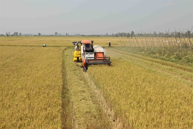 Việt Nam’s rice race heats up with fresh push for quality gains