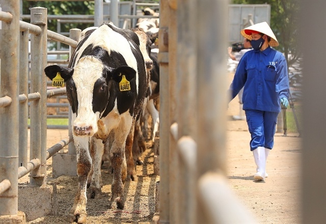 Vietnam dairy market risks overheating amid surge of imports and brand proliferation