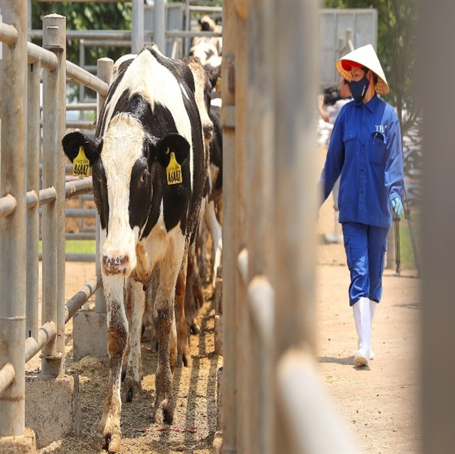 Vietnam dairy market risks overheating amid surge of imports and brand proliferation