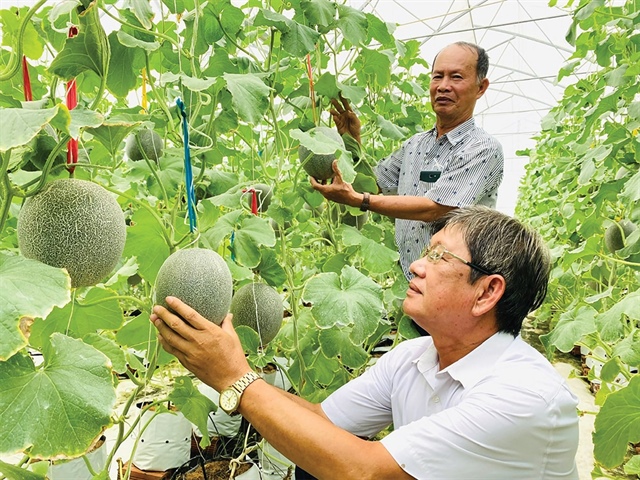 Vietnam is attempting to meet global standards across production areas, safety, quality, and more, photo Le Toan