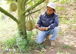 Khánh Hòa develops smart farming to modernise agriculture