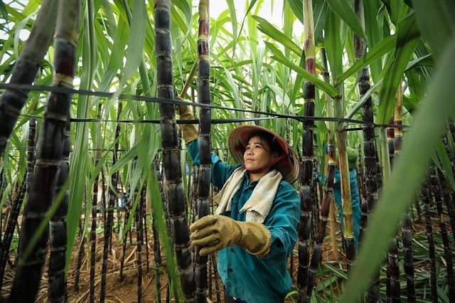 Sugar rush turns sour for Việt Nam’s sweet industry