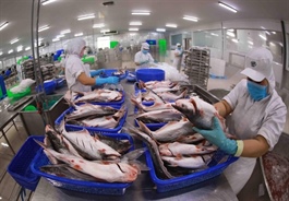 Swimming ahead with Việt Nam’s pangasius exports