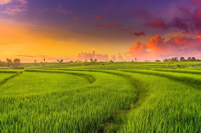 HoREA đề xuất bổ sung trường hợp tính tiền đất trước khi chuyển mục đích sử dụng đối với đất nông nghiệp 