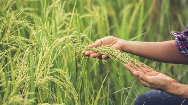 Green future charted with low-carbon rice initiative