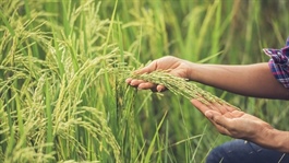 Green future charted with low-carbon rice initiative