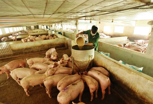 Cheap imports threaten sustainability of Việt Nam’s livestock industry