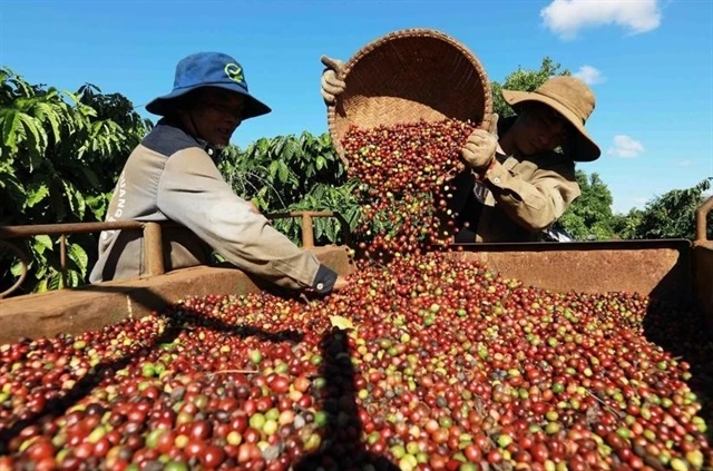 Việt Nam’s coffee industry spots opportunity amid rising global prices