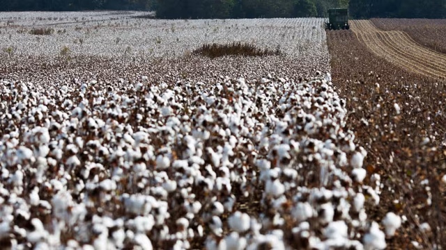 Chuỗi cung ứng dệt may dịch chuyển, xuất khẩu cotton Mỹ sang Trung Quốc giảm 90%, sang Việt Nam tăng gấp 3 lần