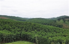 Carbon credit where credit is due for Việt Nam