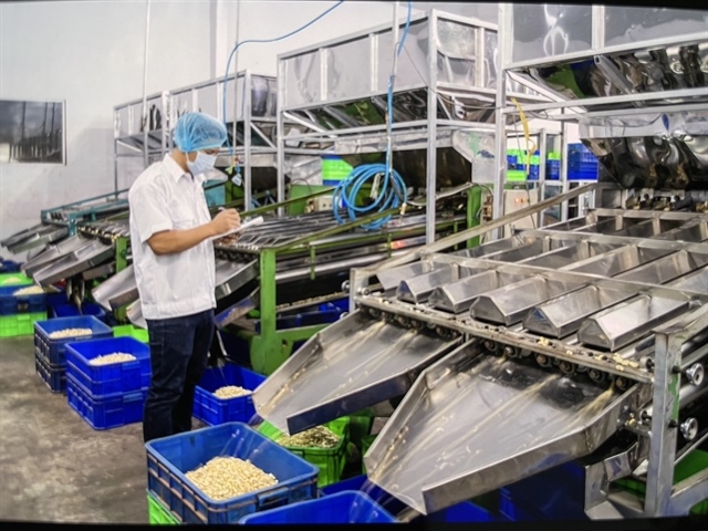 Cashew exports to China surge, overtaking the US as Việt Nam’s top market