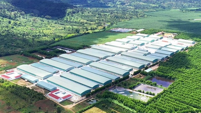 HAGL Agrico (HNG) incurs additional losses of $10 million after audit