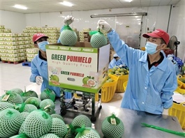 Việt Nam’s agriculture posts steady 8-month growth despite some export hurdles