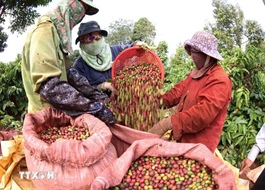Việt Nam coffee exports to Cambodia soar
