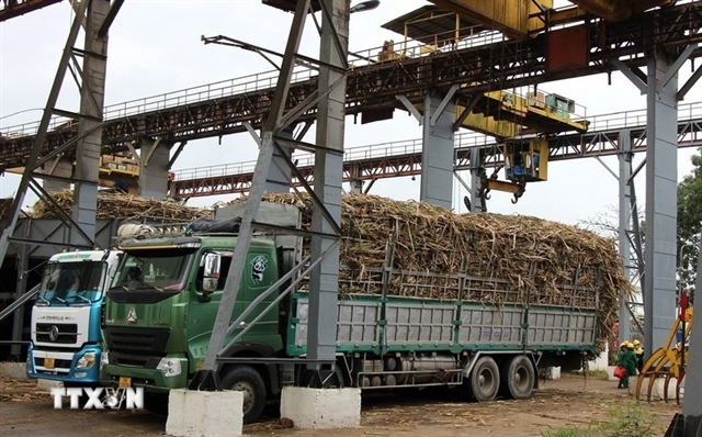Việt Nam’s sugar productivity maintains top regional spot