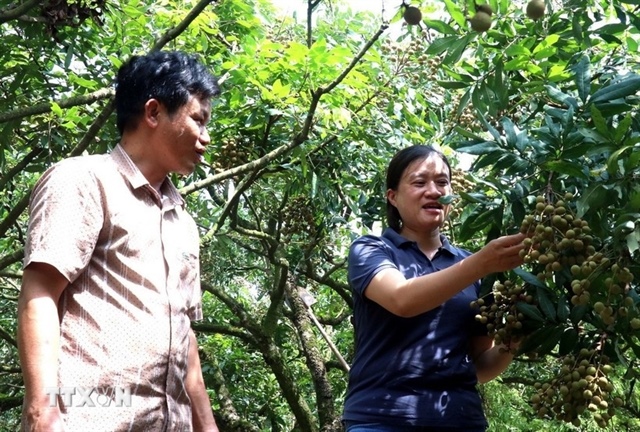 Sweet taste of success in Hưng Yên orchards