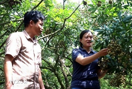 Sweet taste of success in Hưng Yên orchards