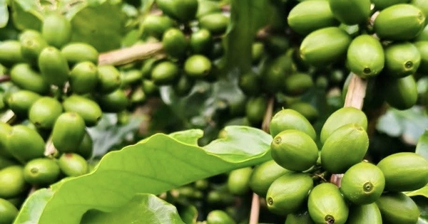Giá cà phê hôm nay 11 - 9: Tăng mạnh và lợi thế cà phê Việt Nam - Ảnh 2.