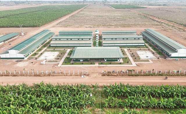 Thaco Agri báo lãi 2 năm liên tiếp, lỗ lũy kế còn hơn 1.3 ngàn tỷ