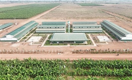 Thaco Agri báo lãi 2 năm liên tiếp, lỗ lũy kế còn hơn 1.3 ngàn tỷ