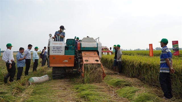 Cooperatives lead the way in Mekong Delta’s humongous sustainable rice project