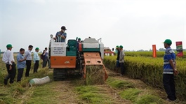 Cooperatives lead the way in Mekong Delta’s humongous sustainable rice project