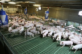 Đồng Nai moves towards large-scale livestock farming