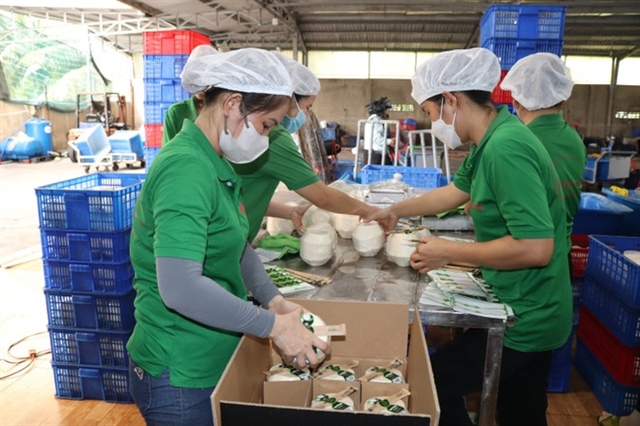 Việt Nam can reach US$1.15 billion in coconut exports by end-2025